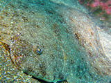 �ҥ��
