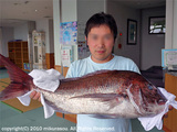 御蔵島巨大マダイ