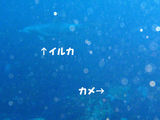 イルカとカメのコラボ!