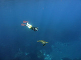 御蔵島カメスイム