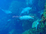 御蔵島 イルカvsウミガメ