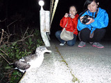 オオミズナギドリ