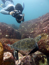 御蔵島 ウミガメ
