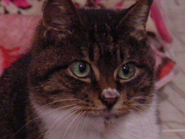 DSC00006