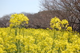 西都原公園の菜の花 (4)