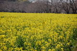 西都原公園の菜の花 (3)