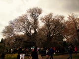 2010一心行の桜 (3)