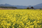 西都原公園の菜の花