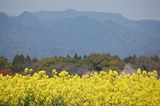 西都原公園の菜の花 (17)