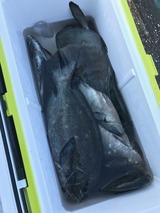 パン粉での釣果