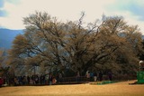 2010一心行の桜 (1)