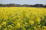 西都原公園の菜の花 (7)