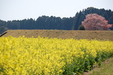 西都原公園の菜の花 (16)