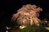 五ヶ瀬町・浄専寺・枝垂桜 (1)