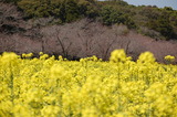 西都原公園の菜の花 (10)