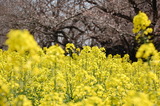 西都原公園の菜の花 (6)