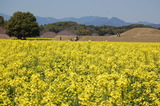 西都原公園の菜の花 (1)
