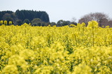 西都原公園の菜の花 (14)