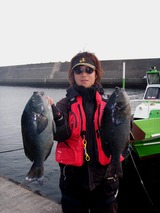 蒲戸崎でも良型クロ(グレ)が数釣れていました