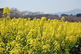 西都原公園の菜の花 (21)