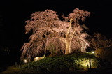 五ヶ瀬町・浄専寺・枝垂桜 (2)