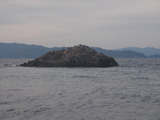 カジトリバエ全景