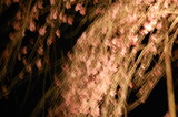 五ヶ瀬町・浄専寺・枝垂桜 (3)