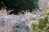 堀切峠の山桜 (9)