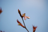 堀切峠の山桜 (8)