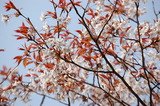 堀切峠の山桜 (4)