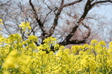 西都原公園の菜の花 (9)