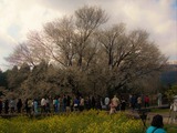 2010一心行の桜 (2)