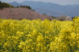 西都原公園の菜の花 (23)