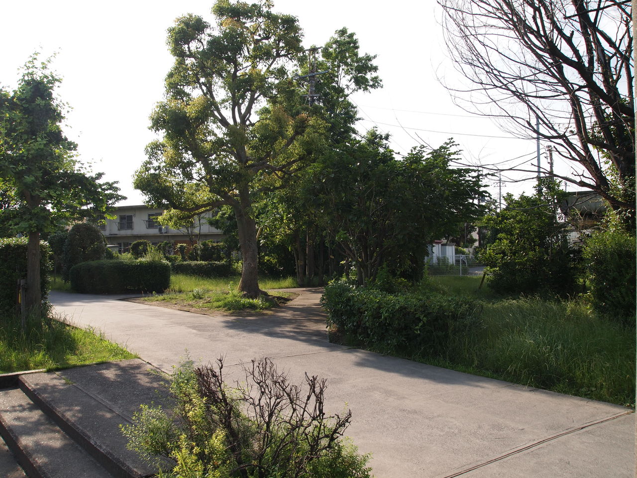 アゲハ蝶 の掲示板投稿写真＆画像
