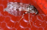 800px-BitingMidge