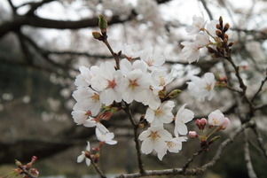 sakura05
