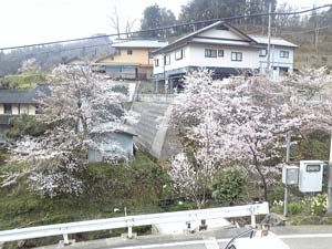 桜まつり2