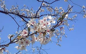 花見5