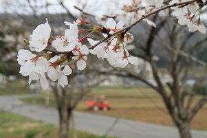 sakura01