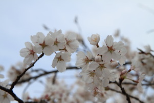sakura04
