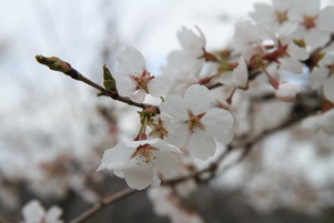sakura02