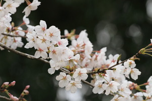 sakura12