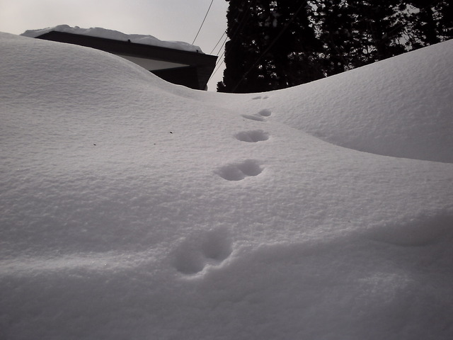 20110206_v0029