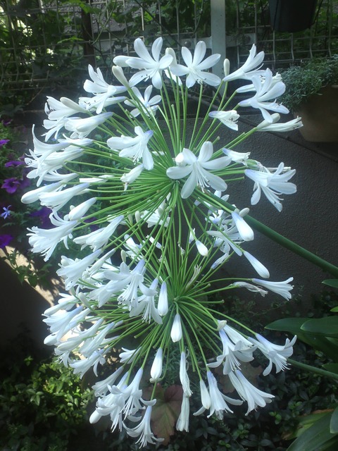 7月21日の花