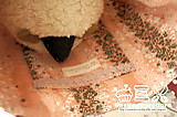 51bbbc8b.jpg