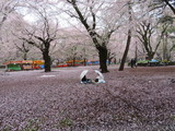 大宮公園で雨の中お花見する女性たち