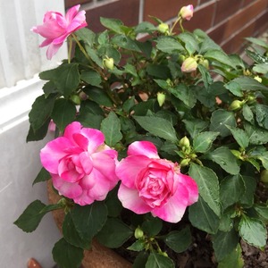 2015-05-16-13-46-44