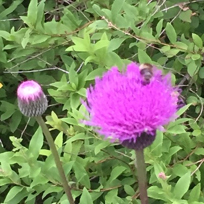 2017-08-06-16-46-56