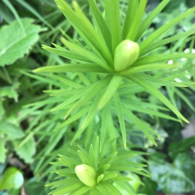 2017-07-20-13-32-01