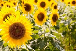ELFAIMG_7126_TP_V1